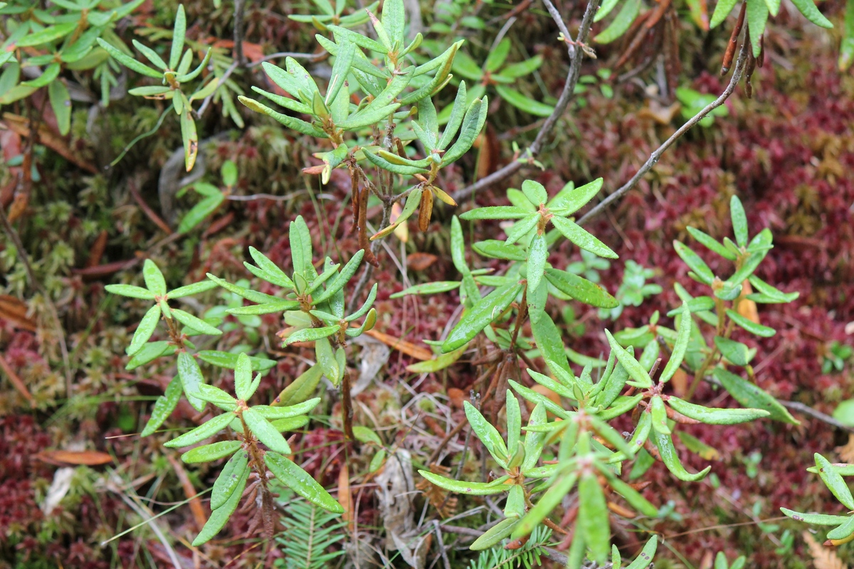 Labrador tea (Rhododendron) copy.jpg